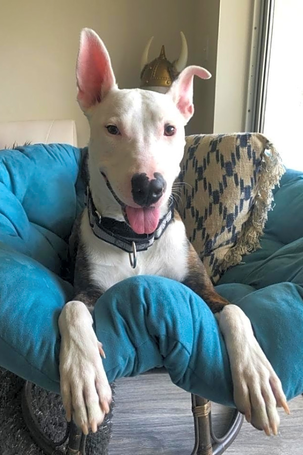 These Orlando Based Dogs Are Up For Adoption And In Need Of A Good Home