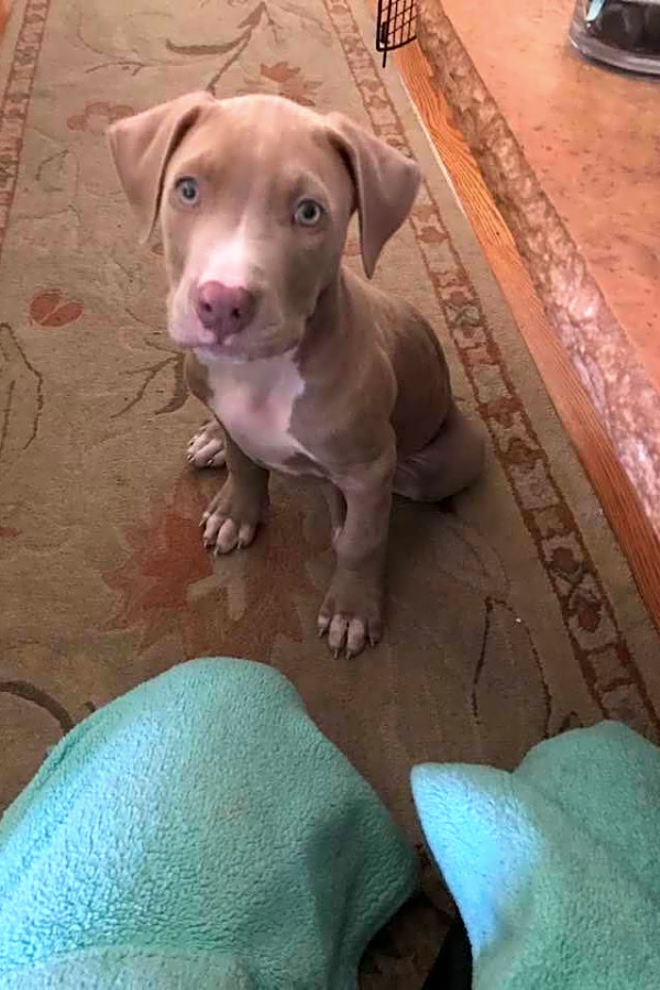 amstaff mix puppies