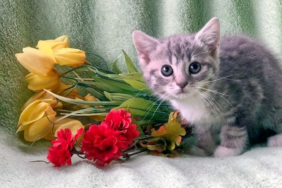 Your daily dose of cute: 5 cuddly kittens to adopt now in Pittsburgh