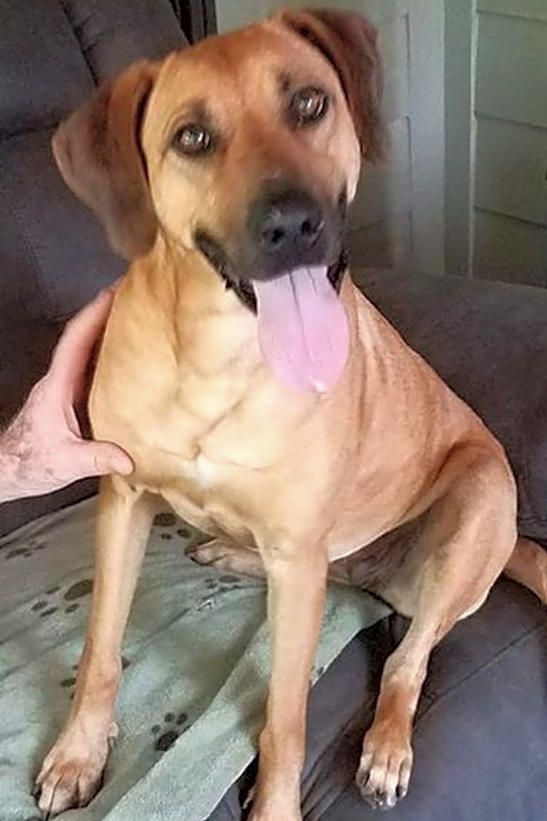Rhodesian ridgeback cattle dog mix new arrivals