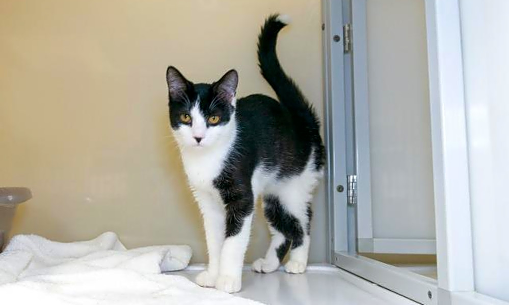 Want To Adopt A Pet Here Are 7 Charming Cats To Adopt Now In
