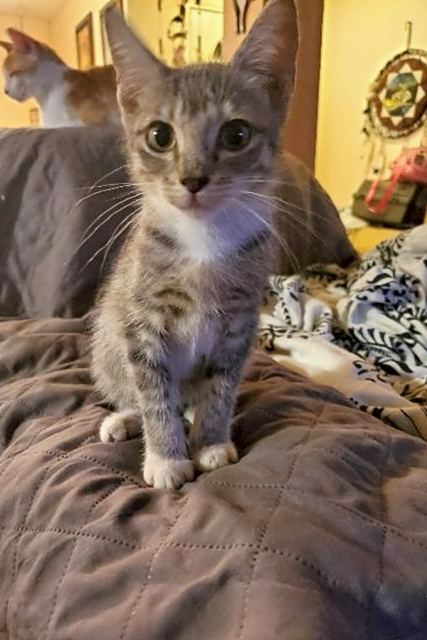 Looking To Adopt A Pet Here Are 7 Cute As Can Be Kittens To Adopt Now In San Antonio