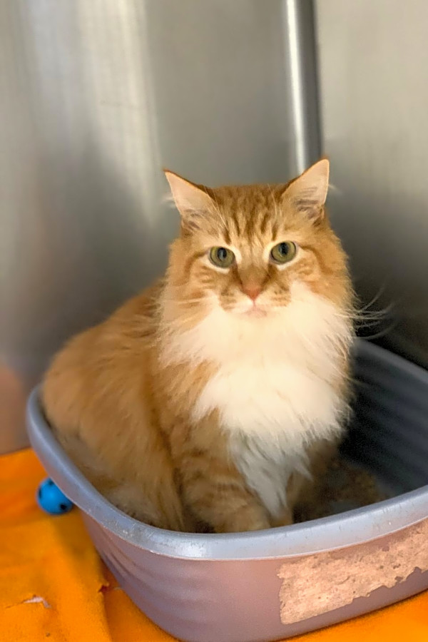 7 Cool Kitties To Adopt Now In St Louis Hoodline