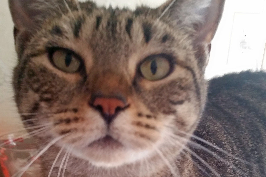 Cats In Jacksonville Looking For Their Furr Ever Homes Hoodline