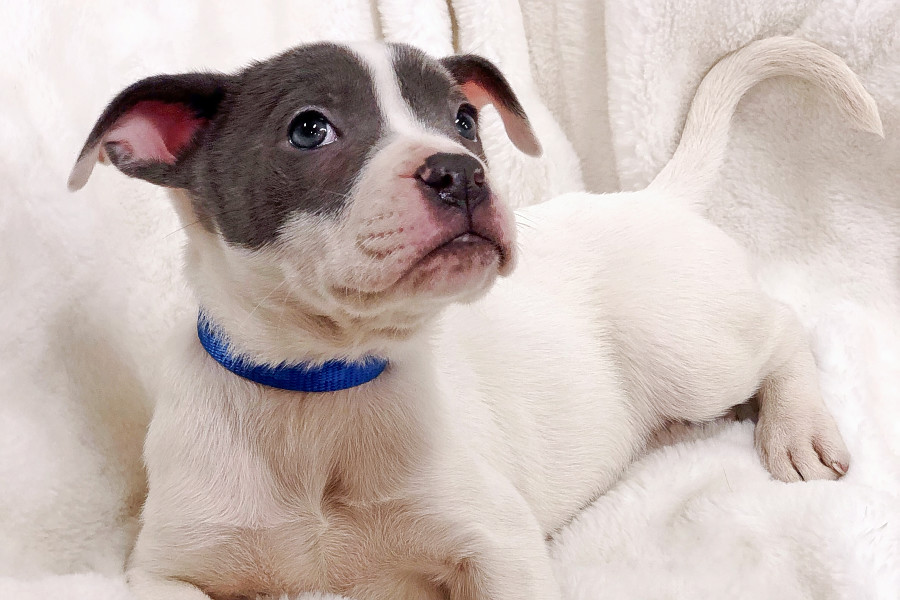 (Credit: Home Fur-Ever/ Hoodline)