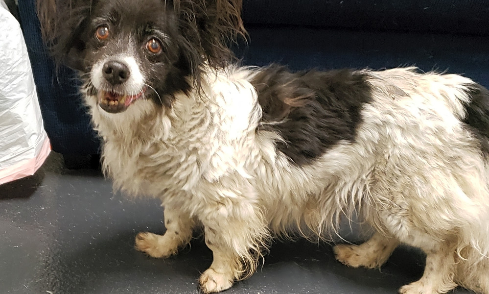 4 Delightful Doggies To Adopt Now In Portland Hoodline