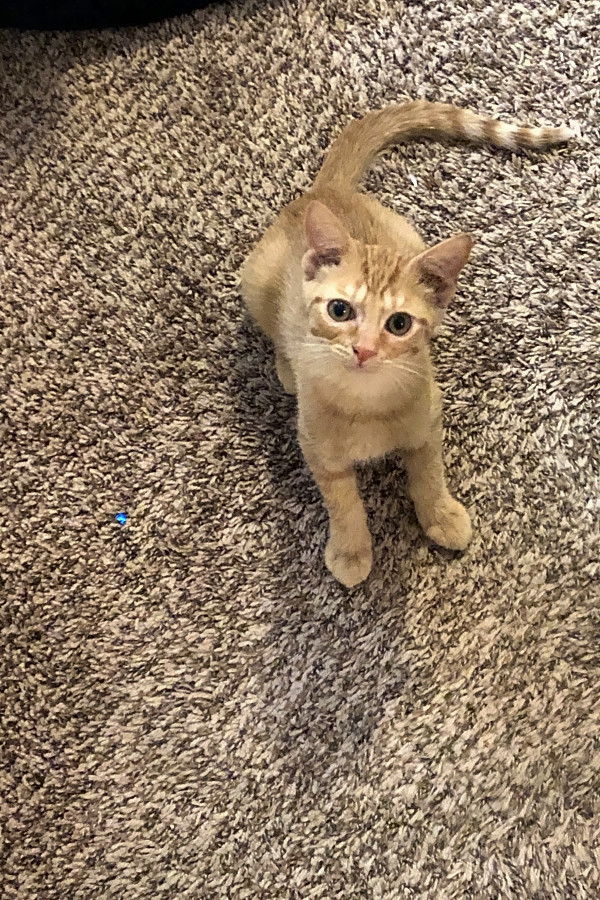 These Indianapolis Based Kittens Are Up For Adoption And In Need
