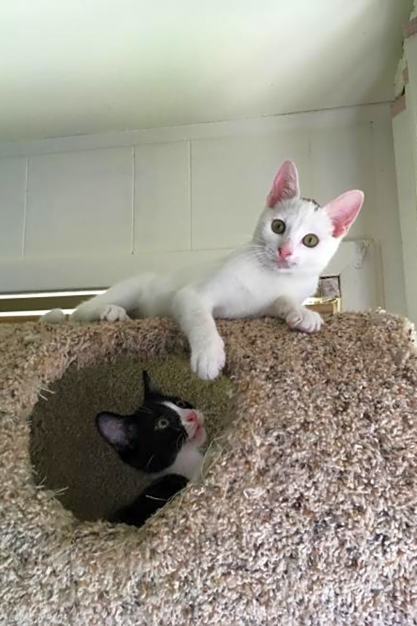Kittens In San Antonio Looking For Their Fur Ever Homes