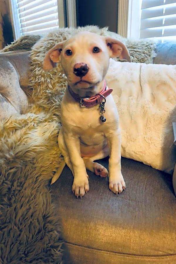 Pitbull feist best sale mix