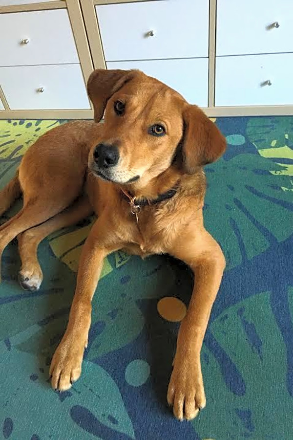 Rhodesian sale ridgeback mutt