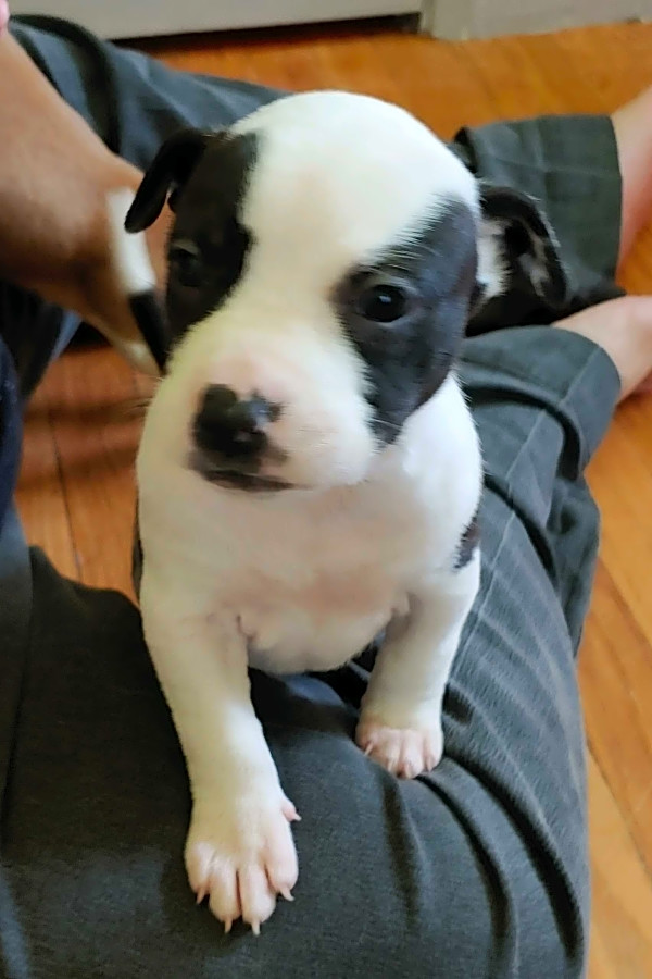 These Detroit-based puppies are up for adoption and in need of a good home