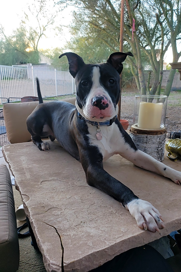 American staffordshire terrier great dane mix on sale