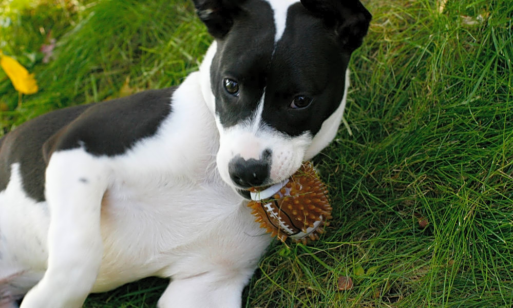 Looking to adopt a pet? Here are 4 perfect puppies to