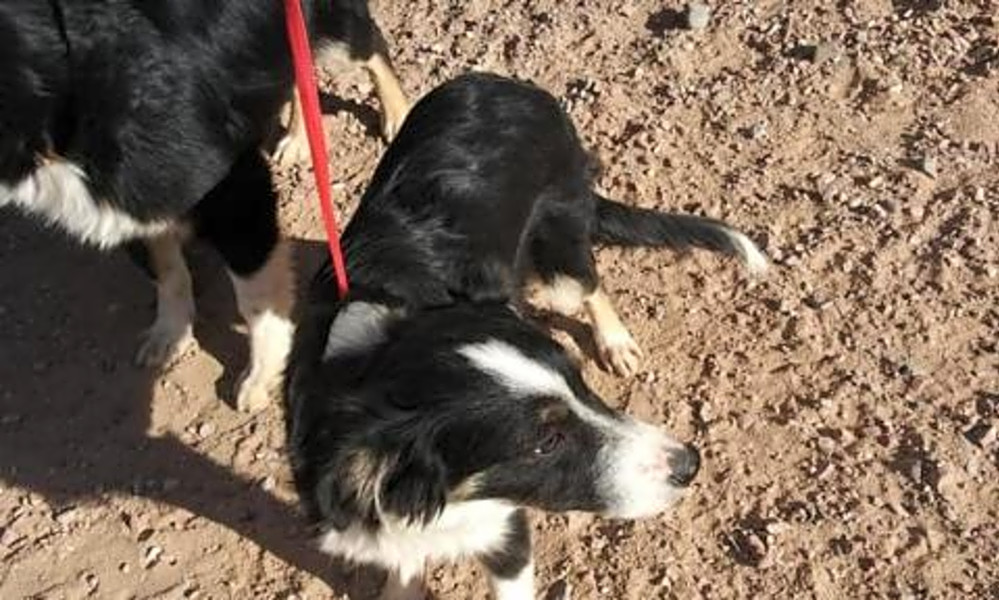 jerry border collie rescue