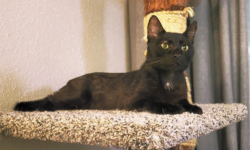 5 Cute Kitties To Adopt Now In Houston