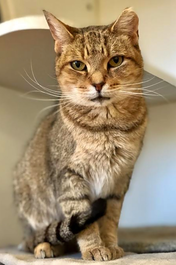 4 Lovable Kitties To Adopt Now In Philadelphia Hoodline