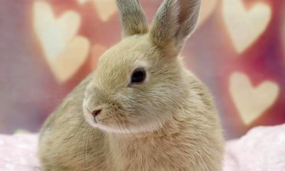 Rabbits In San Diego Looking For Their Fur Ever Homes