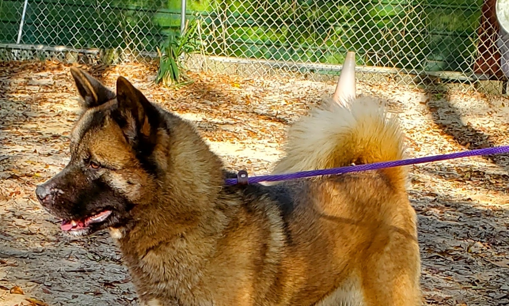 These Jacksonville-based dogs are up for adoption and in ...