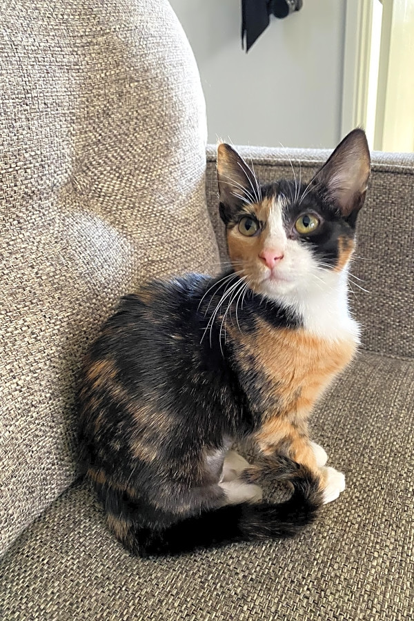 Want To Adopt A Pet Here Are 6 Cuddly Kittens To Adopt Now In