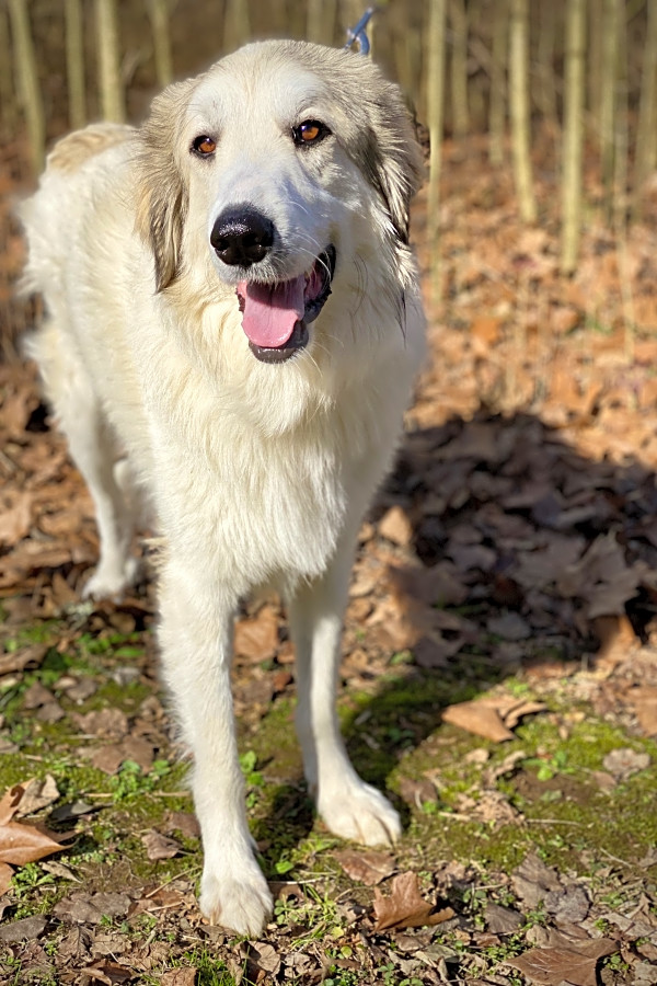 big fluffy dog rescue adoption fee