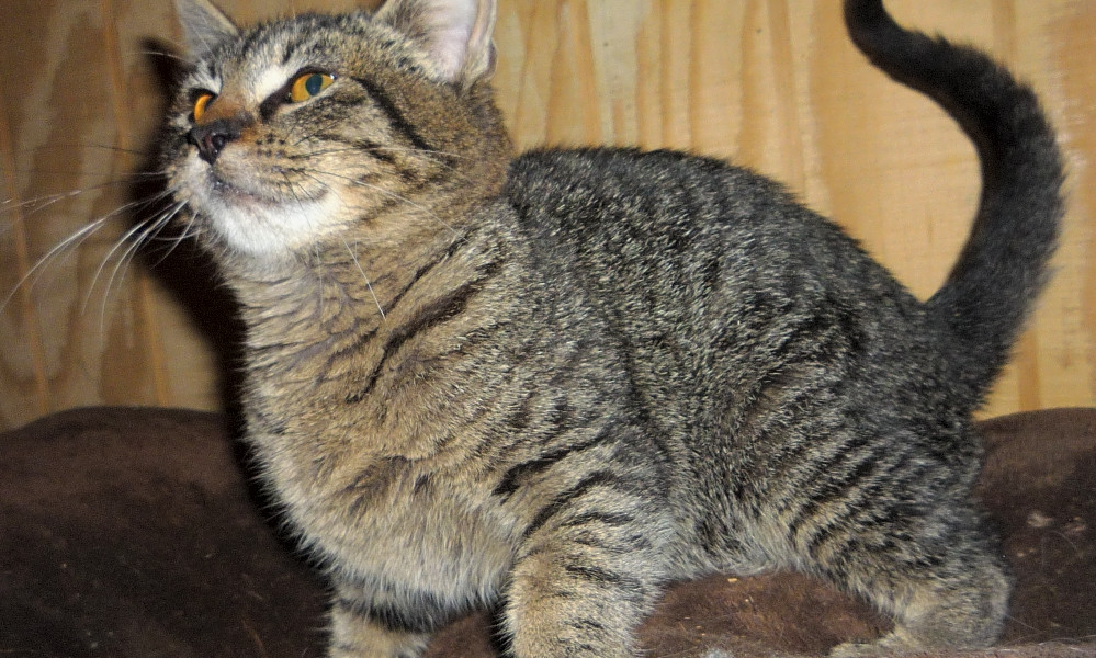 6 Fluffy Felines Ready To Adopt Now In Dallas Hoodline