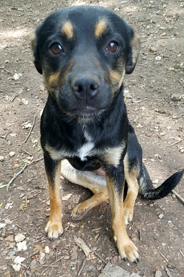 Manchester terrier rottweiler mix 2025