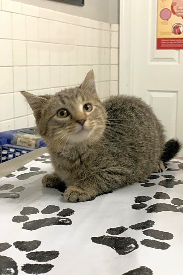 These St Louis Based Kittens Are Up For Adoption And In Need Of A Good Home Hoodline