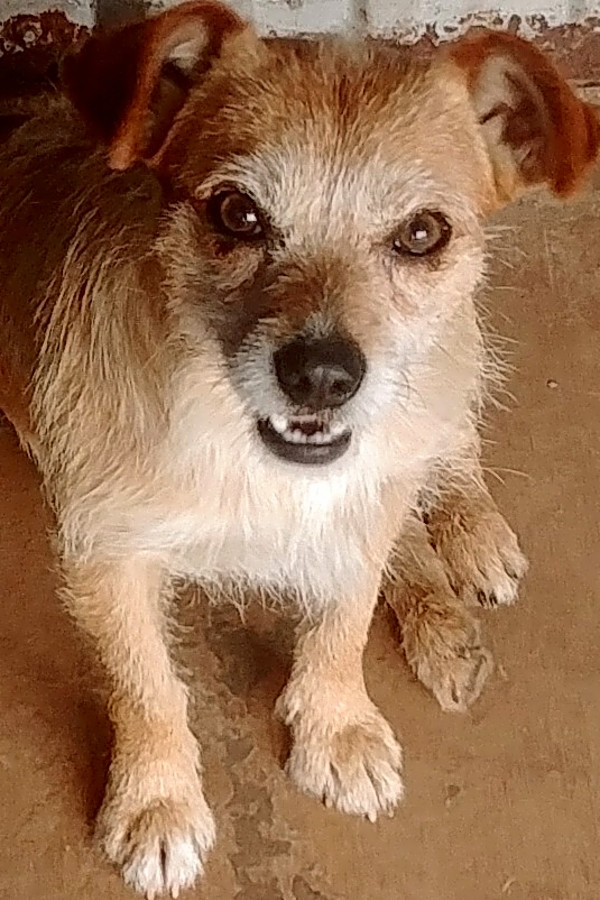 Cairn terrier lab mix 2025