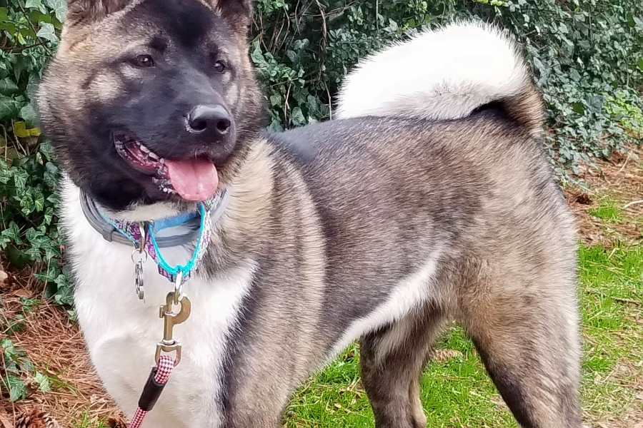 female akita rescue