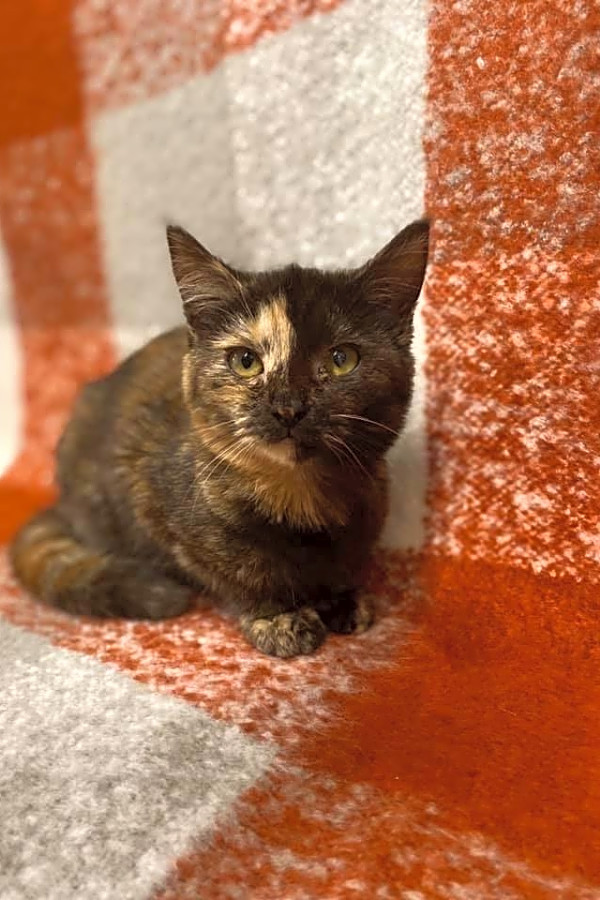These Long Beach Based Kittens Are Up For Adoption And In Need Of