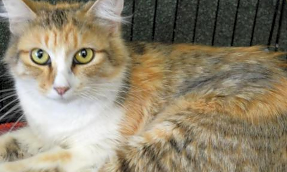 These Colorado Springs Based Felines Are Up For Adoption And In