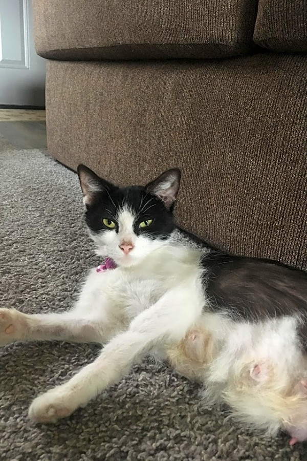 Want To Adopt A Pet Here Are 7 Cute Kitties To Adopt Now In
