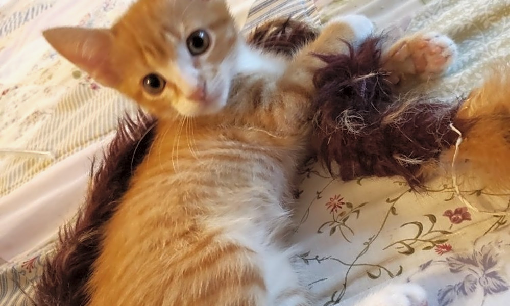 7 Cute As Can Be Kittens To Adopt Now In Austin Hoodline