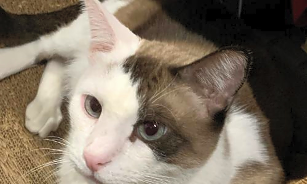 6 Charming Cats To Adopt Now In San Jose Hoodline