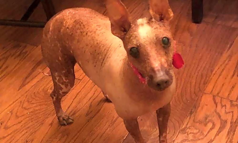 6 Cuddly Canines To Adopt Now In Raleigh Hoodline