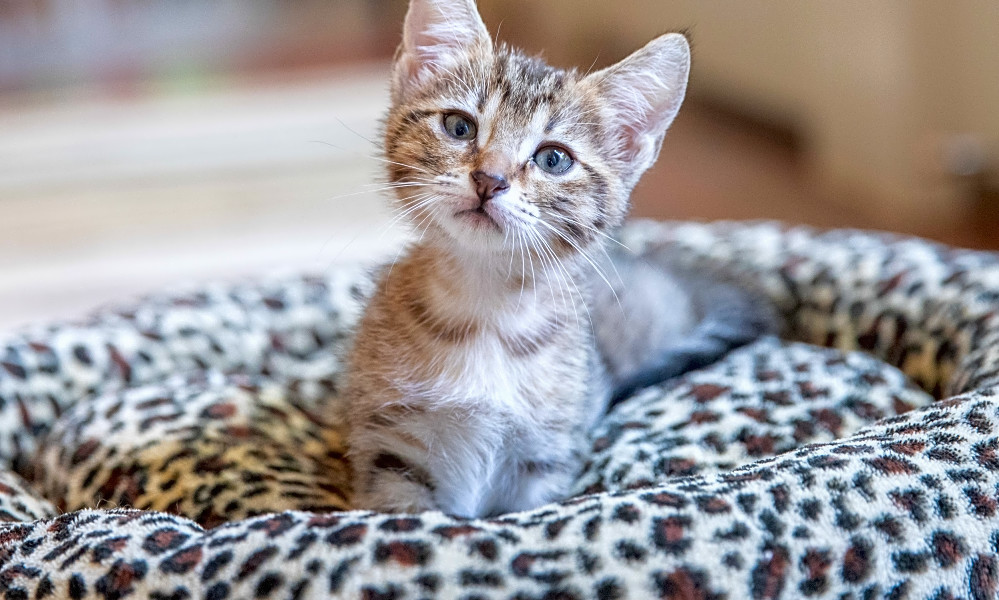 6 Lovable Kitties To Adopt Now In San Antonio Hoodline