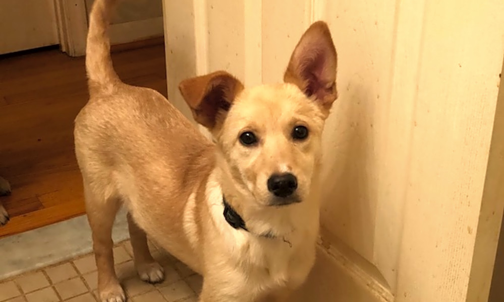 These 5 Adorable Pups Can Be Adopted Now In Baltimore Cbs Baltimore