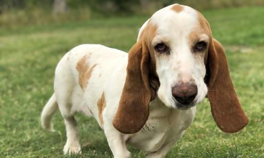 rescue basset hounds near me