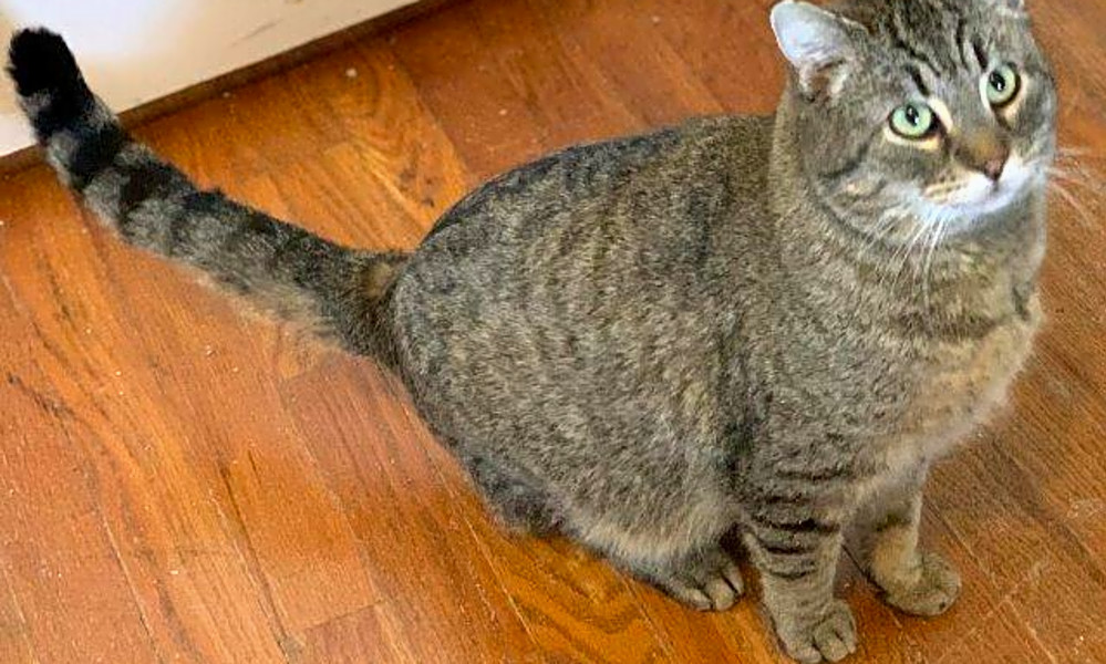 7 Cool Kitties To Adopt Now In St Louis Hoodline