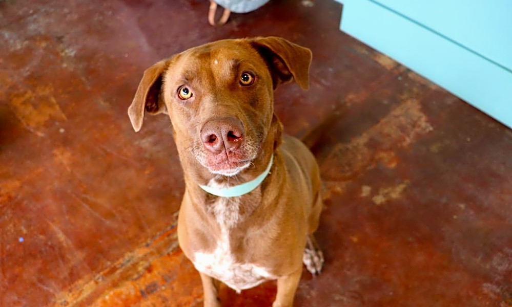 These San Antonio-based dogs are up for adoption and in ...