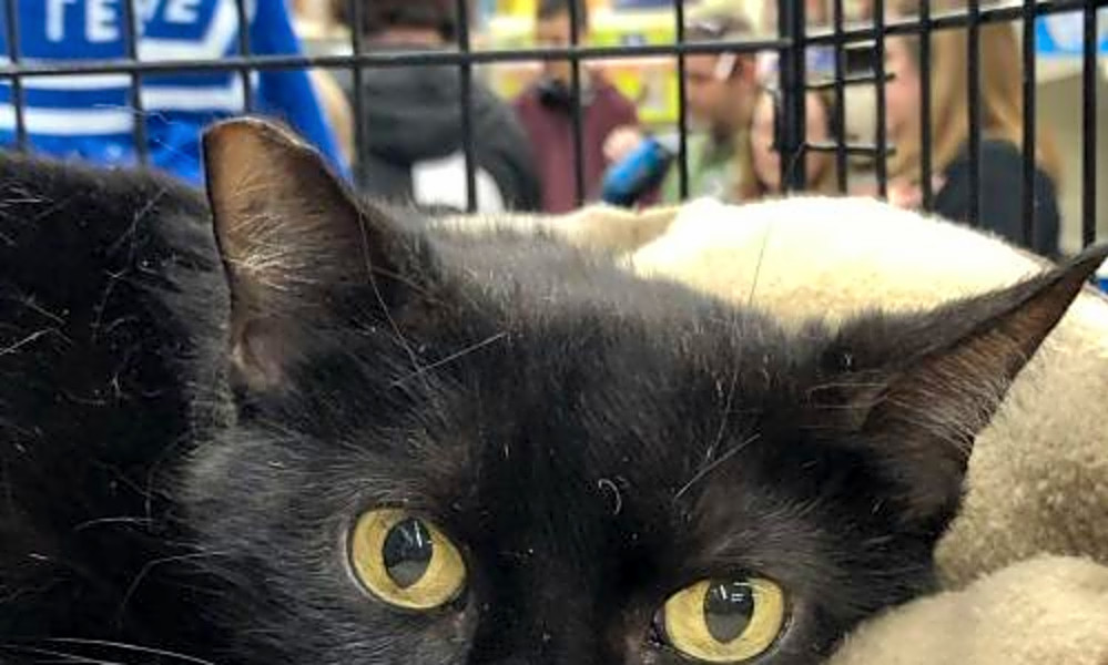 These Orlando Based Kitties Are Up For Adoption And In Need Of A Good Home