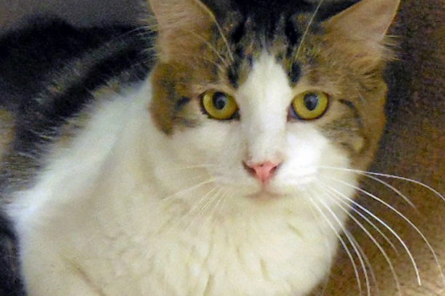 Cats In Tulsa Looking For Their Furr Ever Homes Hoodline