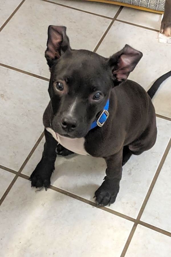 Puppies In Boston Looking For Their Fur Ever Homes