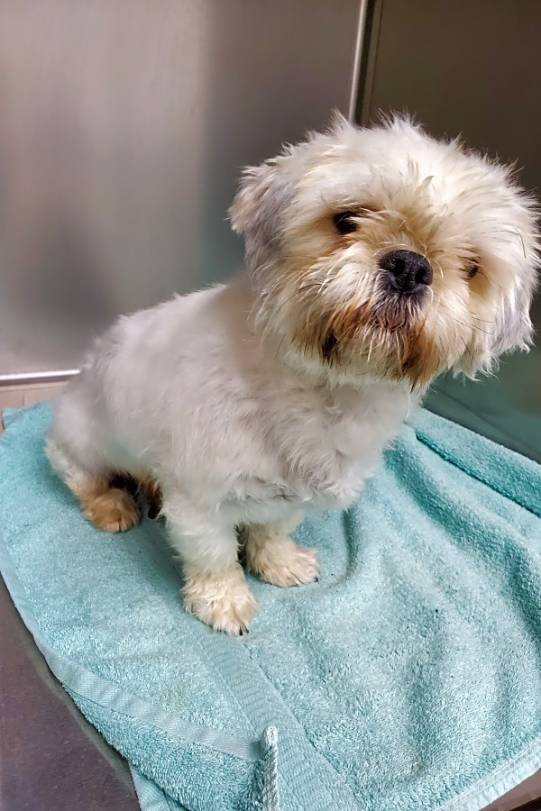 shih tzu mix for adoption