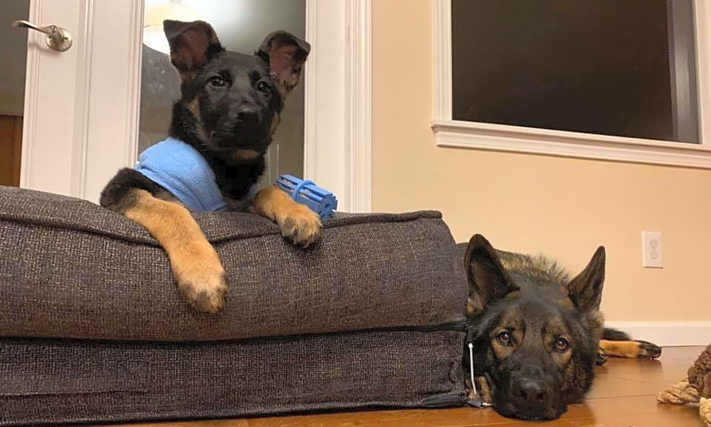 Want To Adopt A Pet Here Are 5 Precious Puppies To Adopt Now In Seattle Hoodline