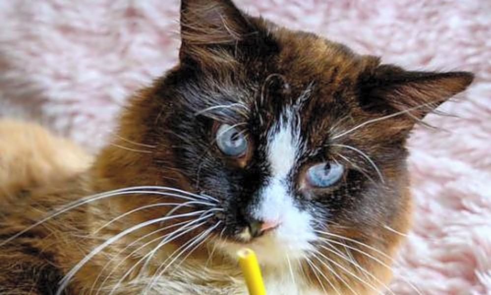 Here Are 3 Cute Kitties Available For Adoption In Oakland Hoodline