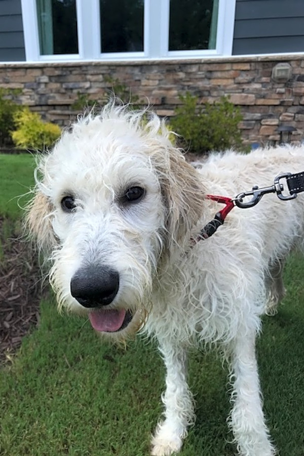 5 Adorable Pups To Adopt Now In Houston