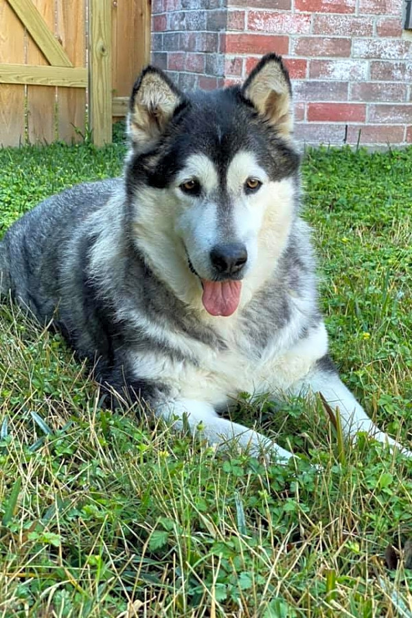 Looking To Adopt A Pet Here Are 6 Delightful Doggies To Adopt Now