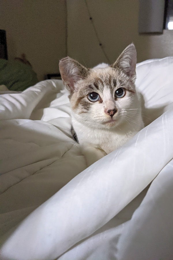 Domestic shorthair mix cat clearance