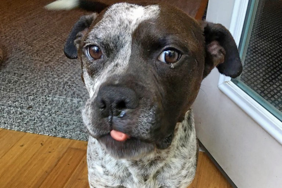 pointer boxer mix dog